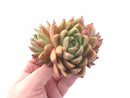 Echeveria Agavoides ‘Wax Cluster 3” Rare Succulent Plant
