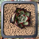 Echeveria Agavoides 'Casio' 1" Succulent Plant