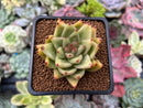 Echeveria Agavoides 'Maria' 2" Succulent Plant