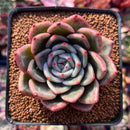 Echeveria 'White Champaign' 3" Succulent Plant