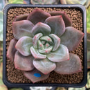 Echeveria Agavoides 'Baekya' 3" Succulent Plant