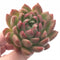 Echeveria Agavoides Sp. 3” Large Rare Succulent Plant