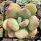 Pachyphytum 'Doctor Cornelius' 2" Succulent Plant