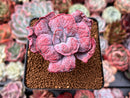 Echeveria 'Linguas' 2" Succulent Plant