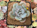 Echeveria 'Cream Tea' 2" Powdery Succulent Plant