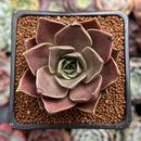 Echeveria 'Mysterious Rose' 2" Succulent Plant