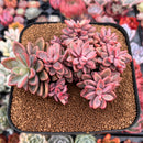 Echeveria 'Rezry' 6" Large Cluster Succulent Plant