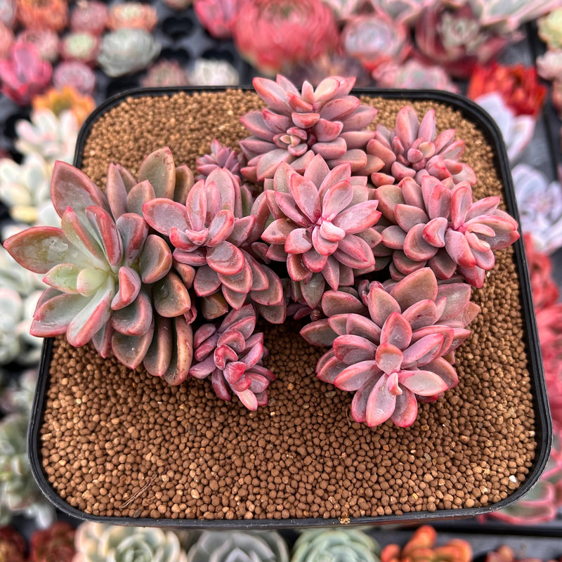 cluster succulent Echeveria 'Rezry' 6" Large Cluster Succulent Plant