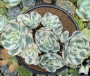 Echeveria 'Compton Carousel' Variegated 6" Large Cluster Succulent Plant