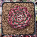 Echeveria Agavoides 'Fire Pillar' 2" Succulent Plant