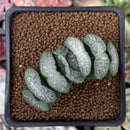 Haworthia Truncata 'White dragon' 3" Succulent Plant