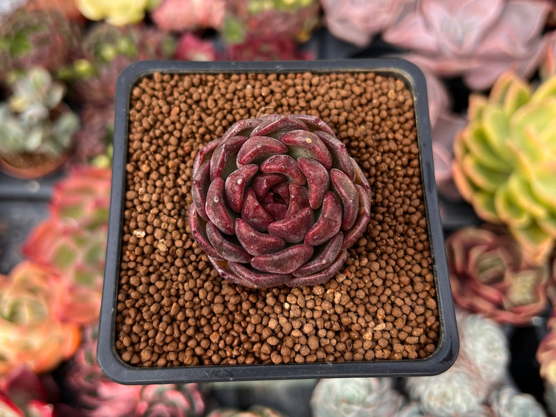echeveria succulent cats Echeveria 'Cats Eye' 1" New Hybrid Succulent Plant