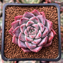 Echeveria 'Fresco' 2" New Hybrid Succulent Plant