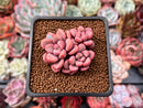 Echeveria 'Polari Heart' 2" Cluster New Hybrid Succulent Plant