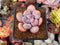 Pachyphytum 'Bracteosum' 2" Succulent Plant