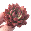 Echeveria Agavoides Sp 1”-2” Rare Succulent Plant