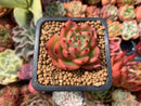 Echeveria Agavoides 'Chalstone' 1" Succulent Plant