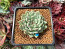 Echeveria 'Mexensis Zaragosa' 1"-2" Succulent Plant