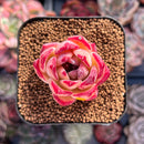 Echeveria 'Ratam' 1" Succulent Plant