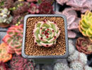 Echeveria Agavoides 'Blue Dragon' 1" Succulent Plant