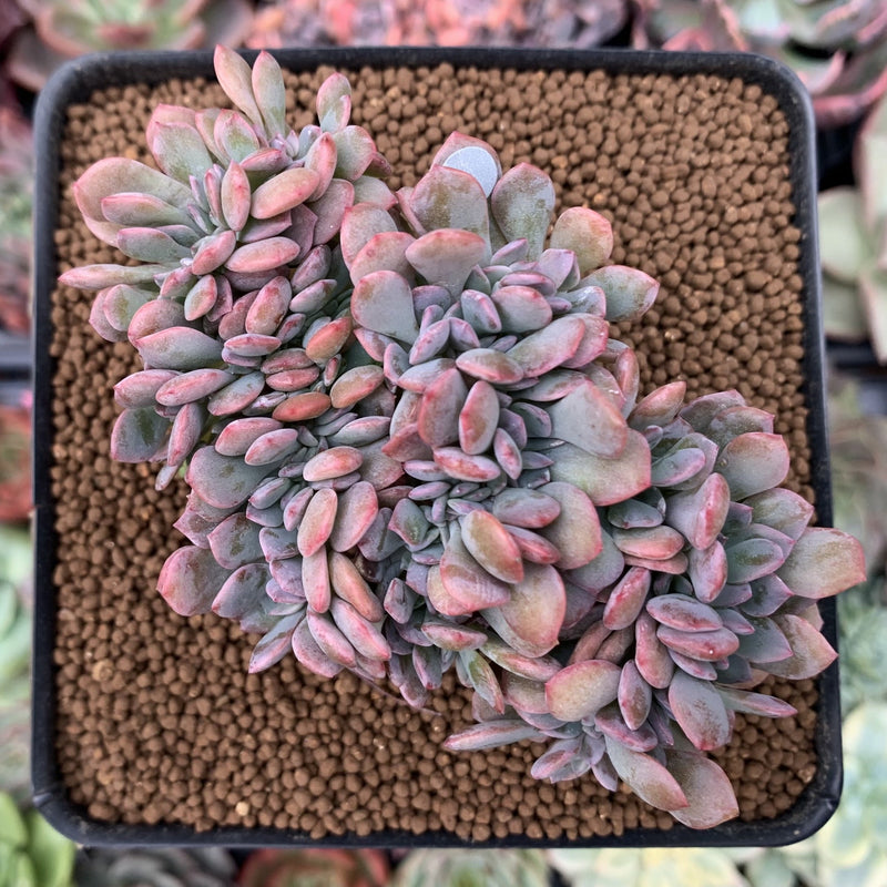 succulent debbie Graptoveria 'Debbie' Crested 3" Succulent Plant