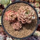 Echeveria 'Ben Badis' 4"-5" Cluster Succulent Plant