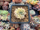 Echeveria 'Mebina' Variegated 1" Succulent Plant