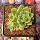 Echeveria 'Coco' 2" Cluster Succulent Plant