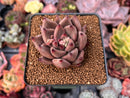 Echeveria Agavoides 'Shaikh' 2" Succulent Plant