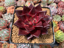 Echeveria Agavoides 'Luming' 4" Succulent Plant