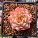 Echeveria 'Kircheriana' 2" Succulent Plant