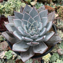 Echeveria 'Cuspidata v. Parrasensis' 4"-5" Succulent Plant