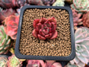 Echeveria Agavoides sp. 1" Small Succulent Plant