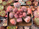 Echeveria 'Pagoda' 2-3" Succulent Plant