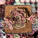 Echeveria 'Zestar' 2" Cluster Succulent Plant