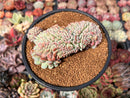 Echeveria 'Juliana Pink' Crested 4" Succulent Plant