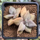 Echeveria 'Xichuensis' 2" Succulent Plant