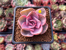 Echeveria 'Rainbow' Variegated 1" Succulent Plant