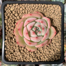 Echeveria 'Maria' 1" Succulent Plant