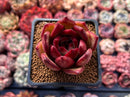 Echeveria Agavoides sp. 2"-3" Succulent Plant
