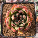 Echeveria Agavoides 'Mephisto' 2"-3" Succulent Plant