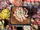 Echeveria Hybrid sp. 1"-2" Succulent Plant