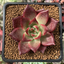Echeveria Agavoides 'Magic Crown' 2" Succulent Plant