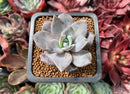 Echeveria 'German Champaign' 1" Succulent Plant