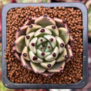 Echeveria Agavoides 'Black Cat' 1" Succulent Plant