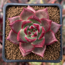 Echeveria Agavoides 'Canvas' 2" Succulent Plant