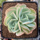 Echeveria 'Blade Runner' 3" Succulent Plant