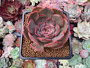 Echeveria 'Renoir' 2"-3" Succulent Plant