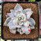 Echeveria 'Harry Watson' Mutated 2"-3" New Mutant Succulent Plant