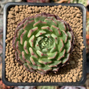 Echeveria 'Mini Empress' 2"-3" Succulent Plant
